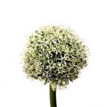 Allium - White Giant